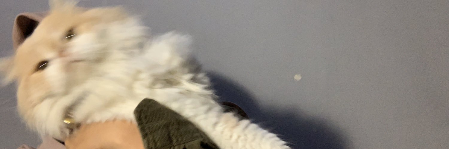 bocilthecat's profile banner image