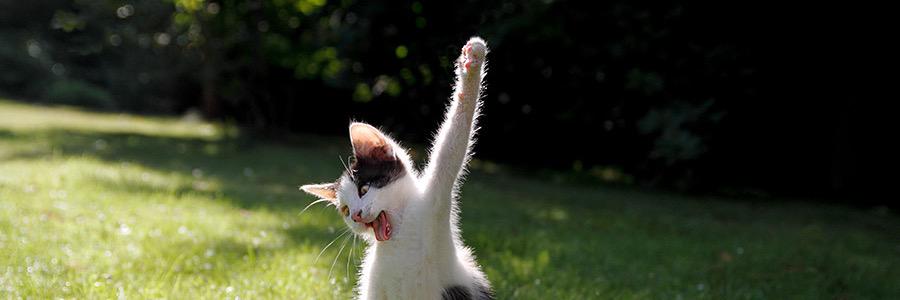 Anders Lund Madsen banner