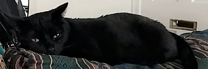 Unacceptable Lobster(she/her) banner
