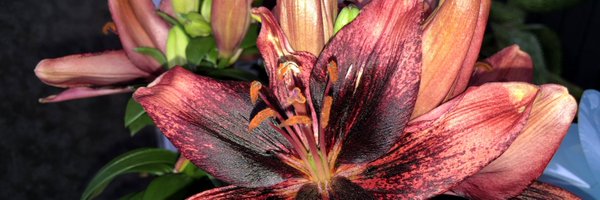 dillard_0 Profile Banner