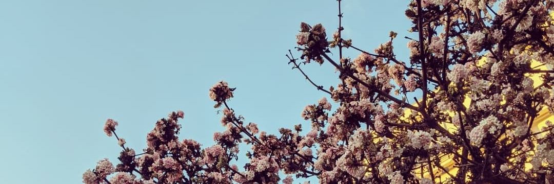 🌷 rhiannon 🌷 banner