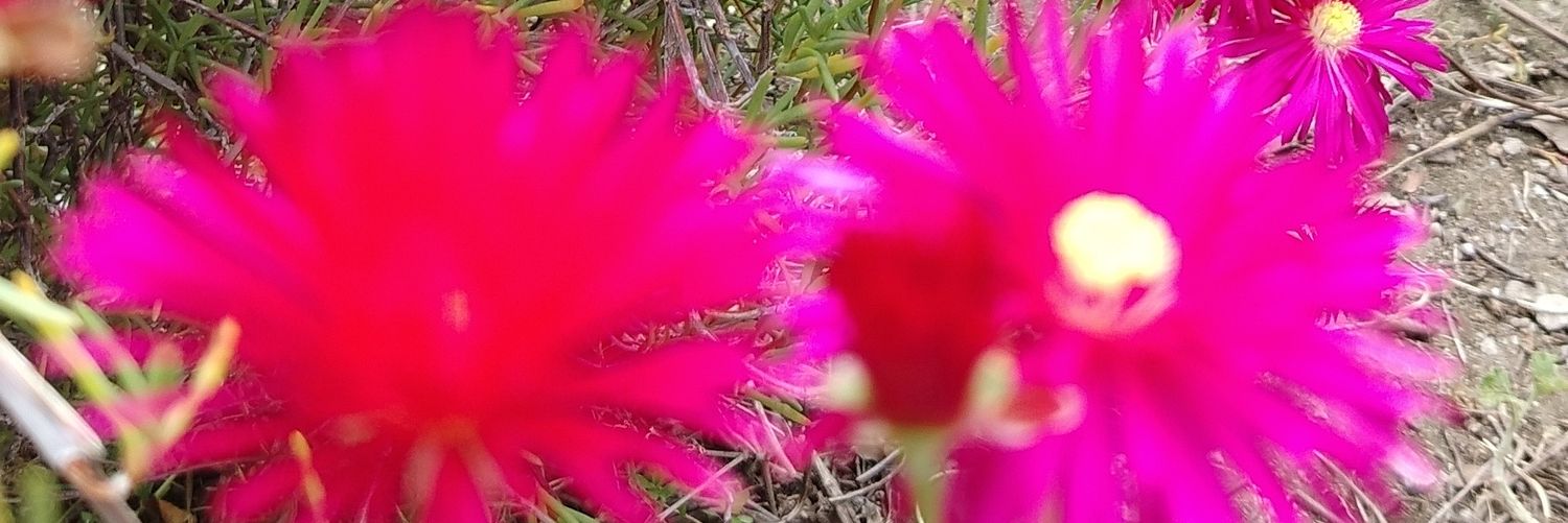 mariaestercita's profile banner image