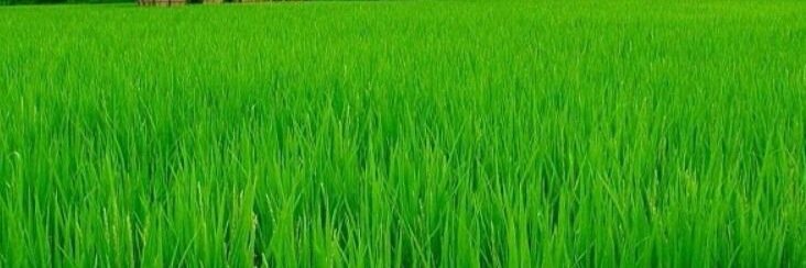 1Meme12's profile banner image