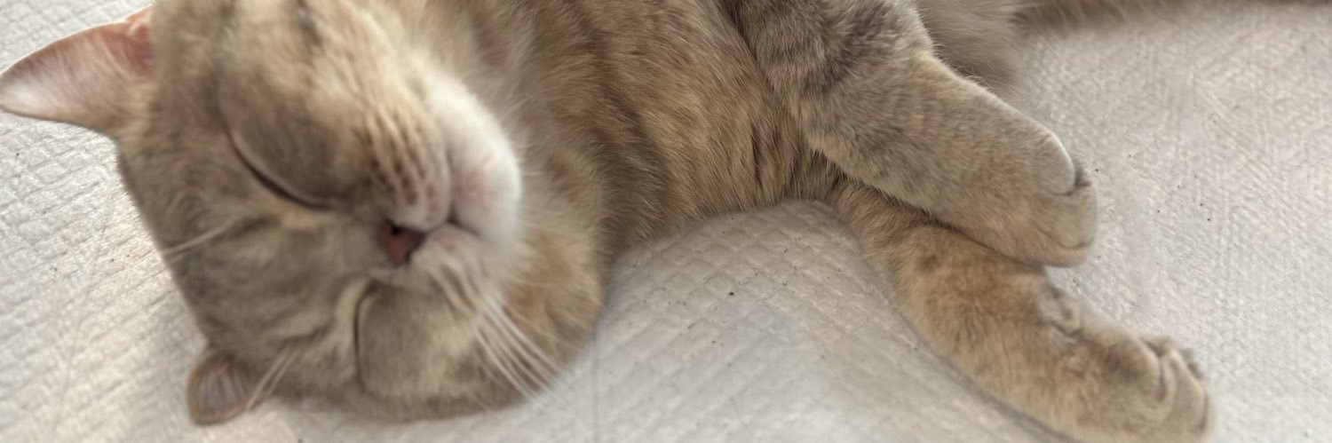 14nekochan's profile banner image