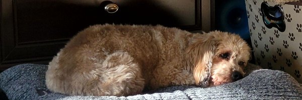 rpulse Profile Banner