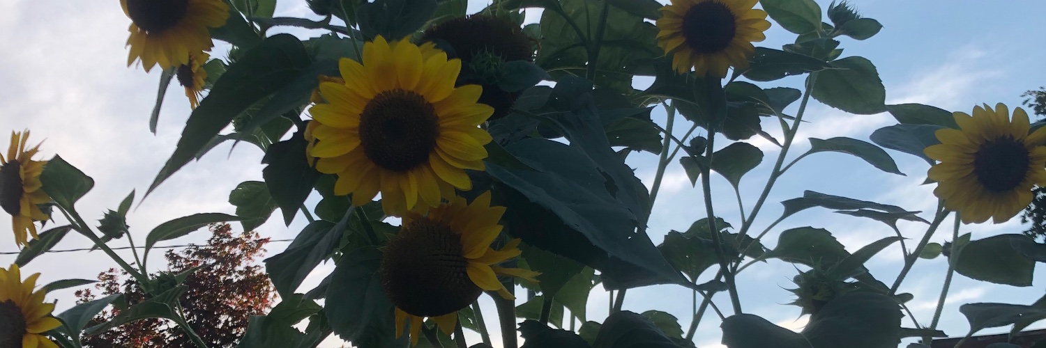 bellissima_beau's profile banner image