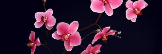 vac14436280's profile banner image
