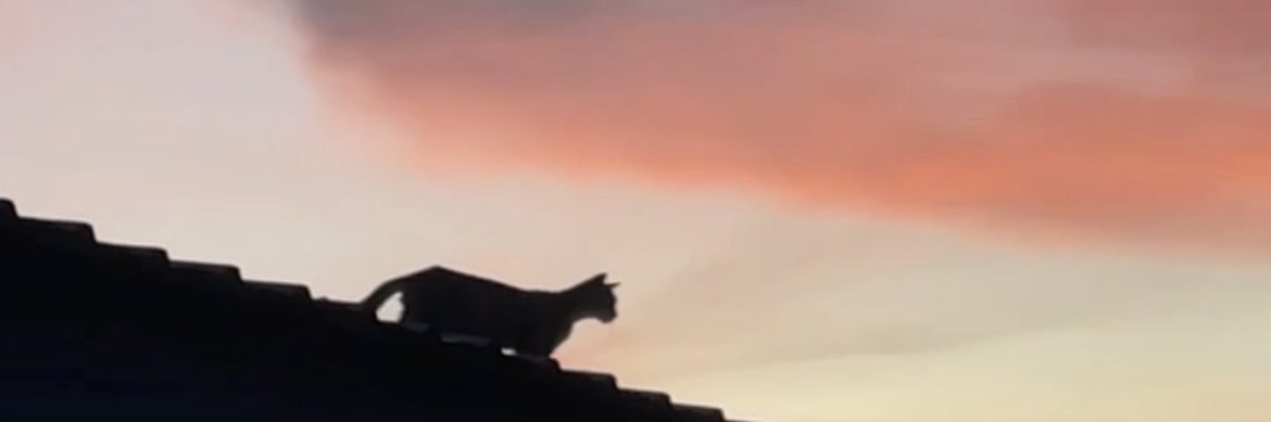 nnhamhq's profile banner image