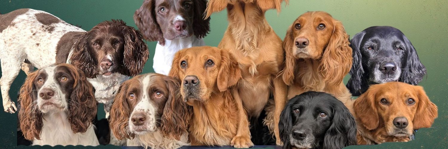 Mrs C's magic settee 🐶🐶🐶🐶🐶🐶🐶🐶🐶🐶🐈‍⬛ banner