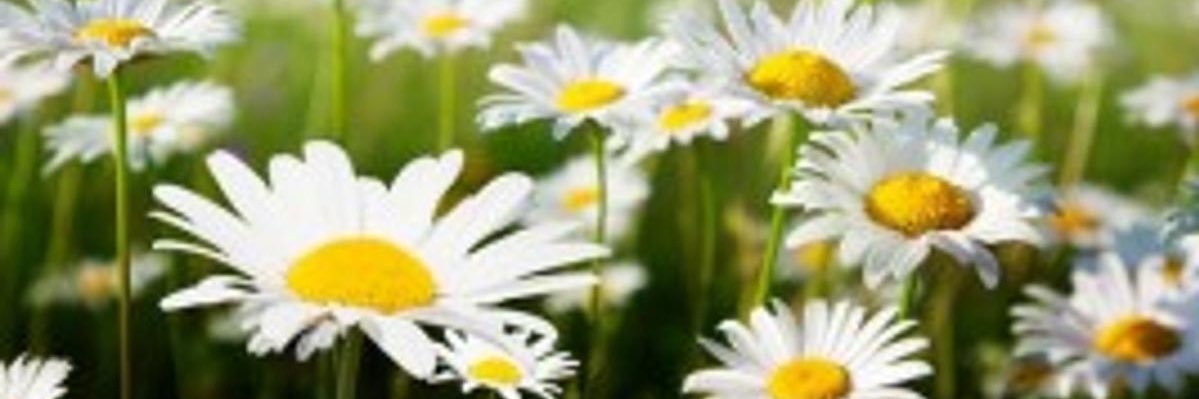 melanieruse's profile banner image