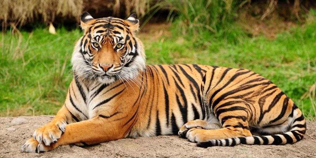 🇧🇷 Nesota 🇧🇷 banner