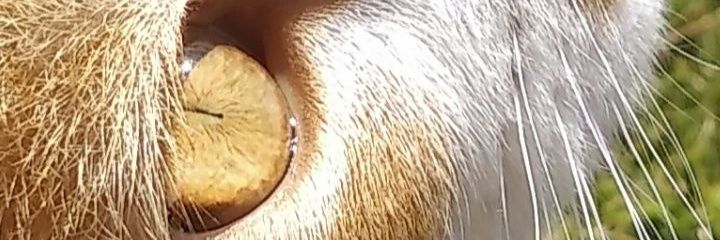 Pierimai's profile banner image
