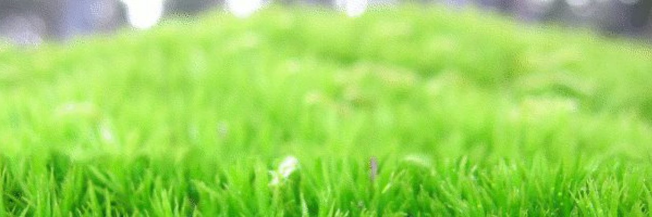 Alberto R. Rodas banner