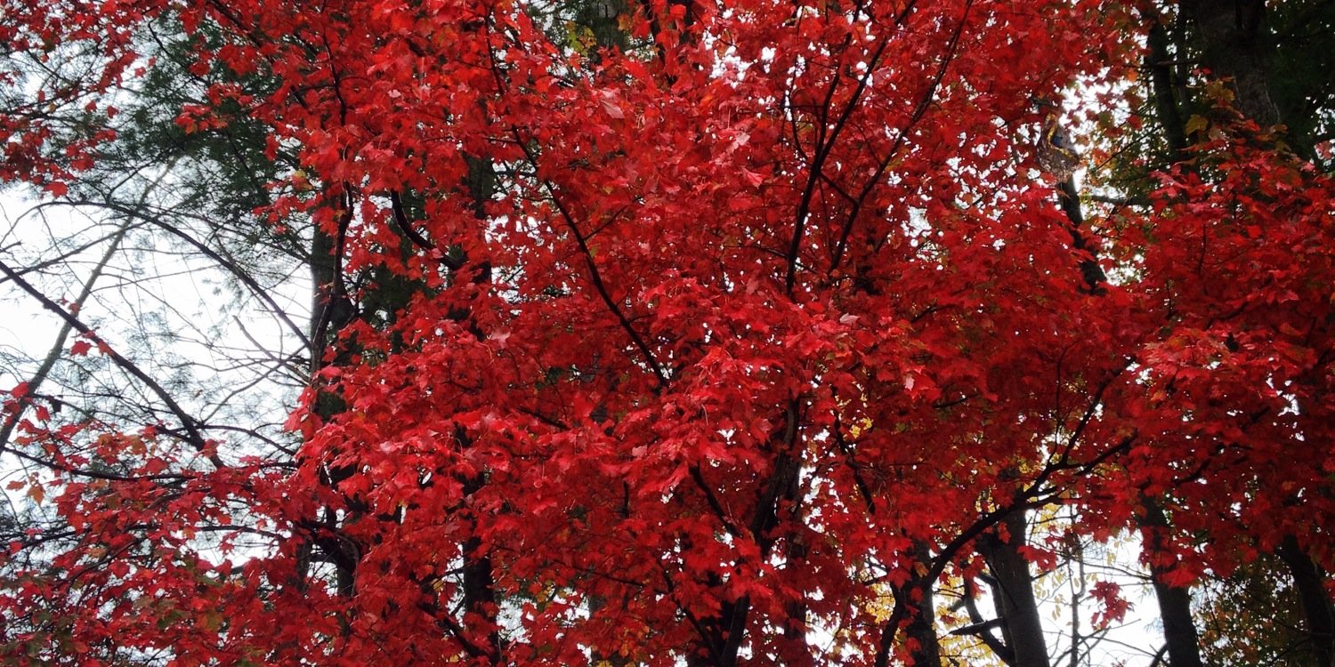 Homefieldbrew's profile banner image