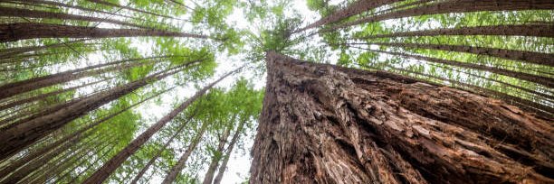 Shayne Fletcher 🥝 banner