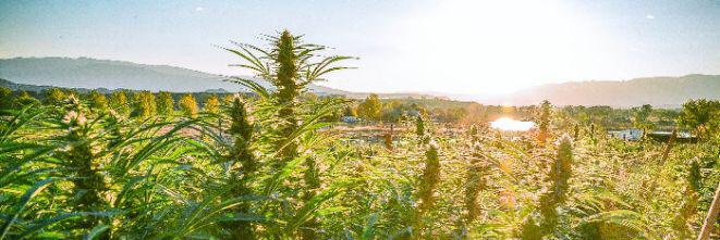 CPothead's profile banner image
