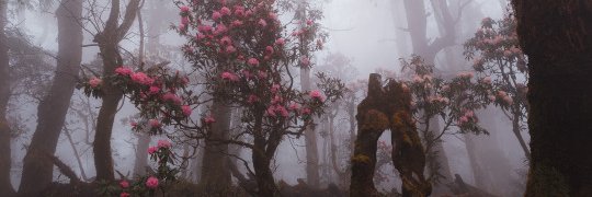 kagerovitae's profile banner image