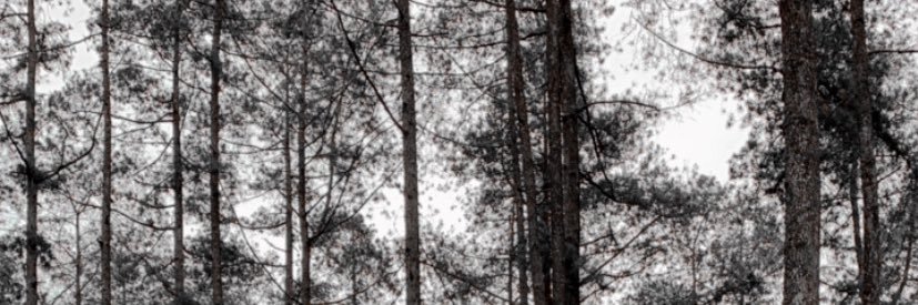minchiichul's profile banner image