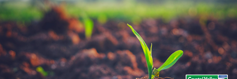 Crystal Valley banner