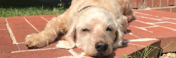 cetson's profile banner image