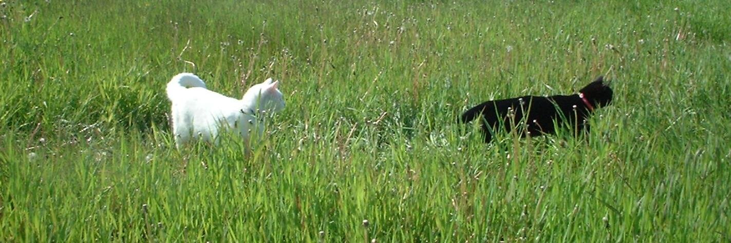 NDCatLady's profile banner image