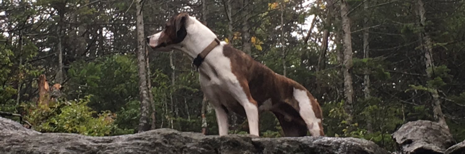 PTSmith_Vt's profile banner image