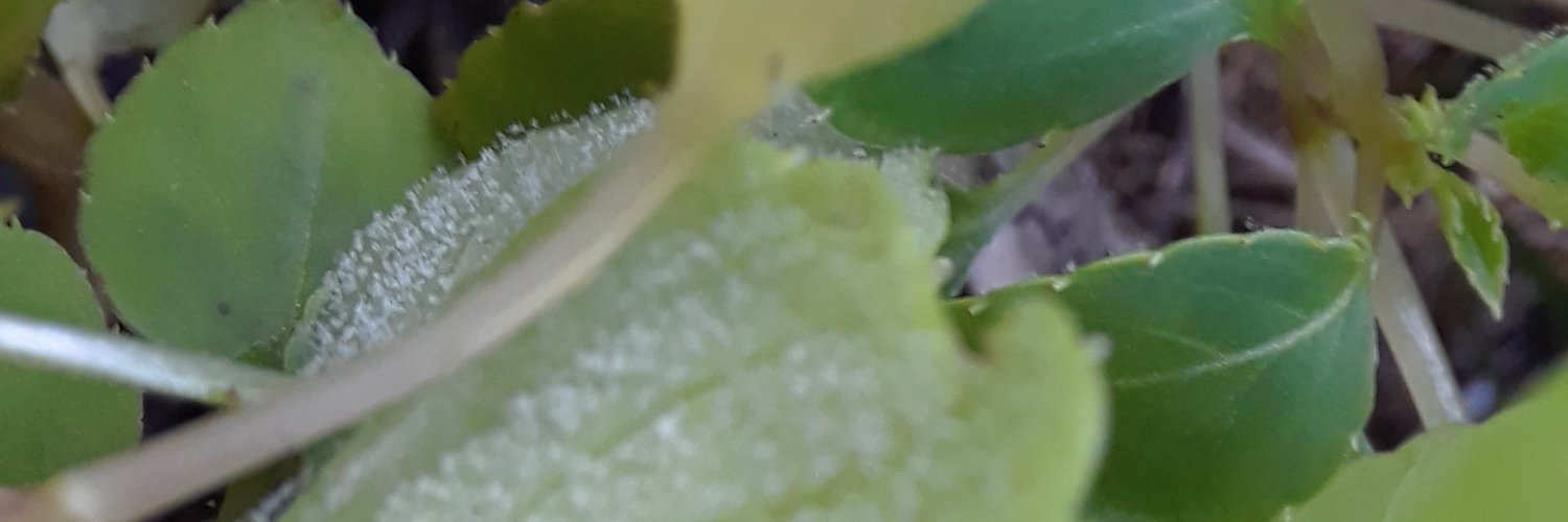 Jo Anne Crouch banner