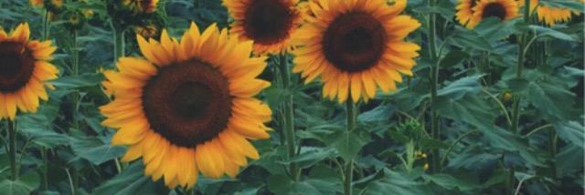 _goaskashley's profile banner image
