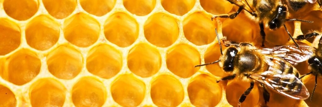 Frenchbeekeeper's profile banner image