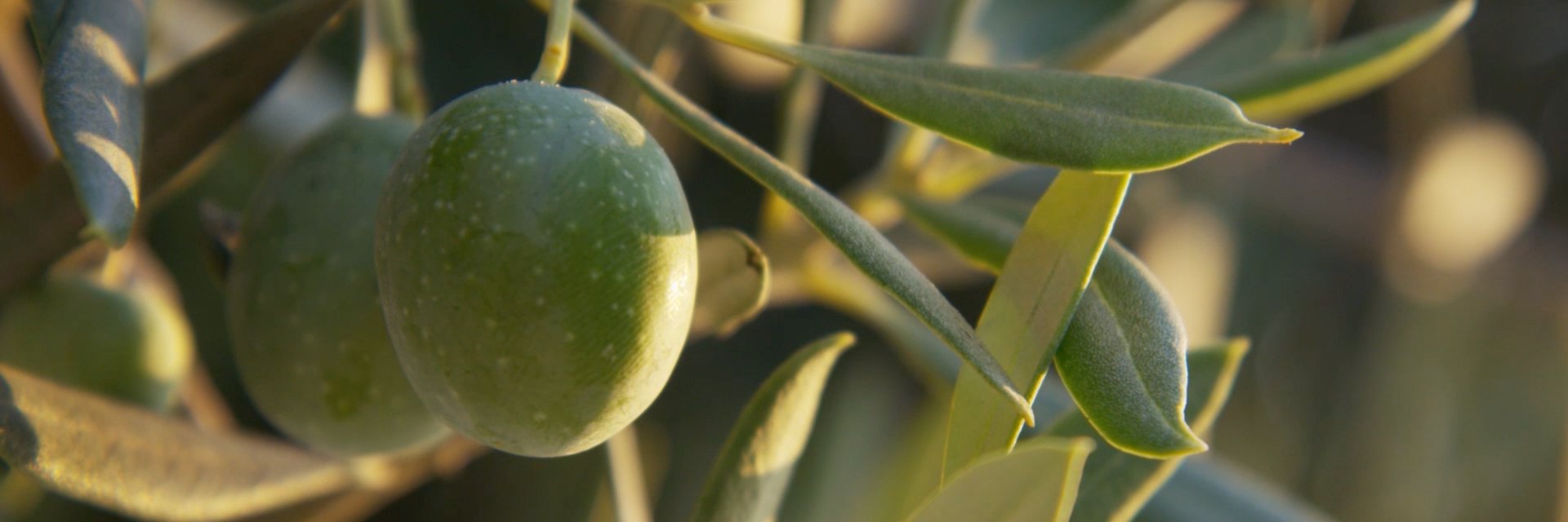 CalRipeOlives's profile banner image