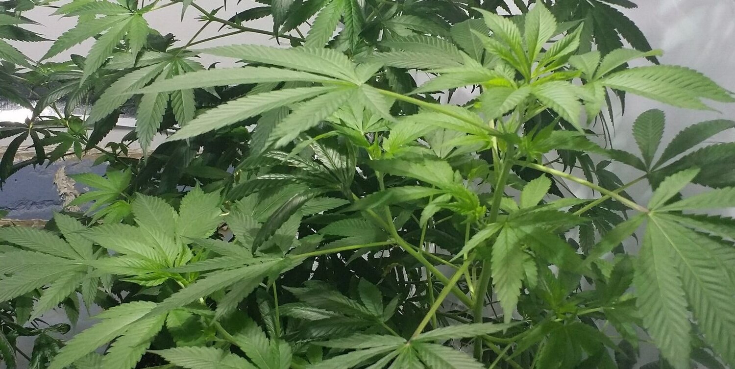 King Kold the Ruler banner