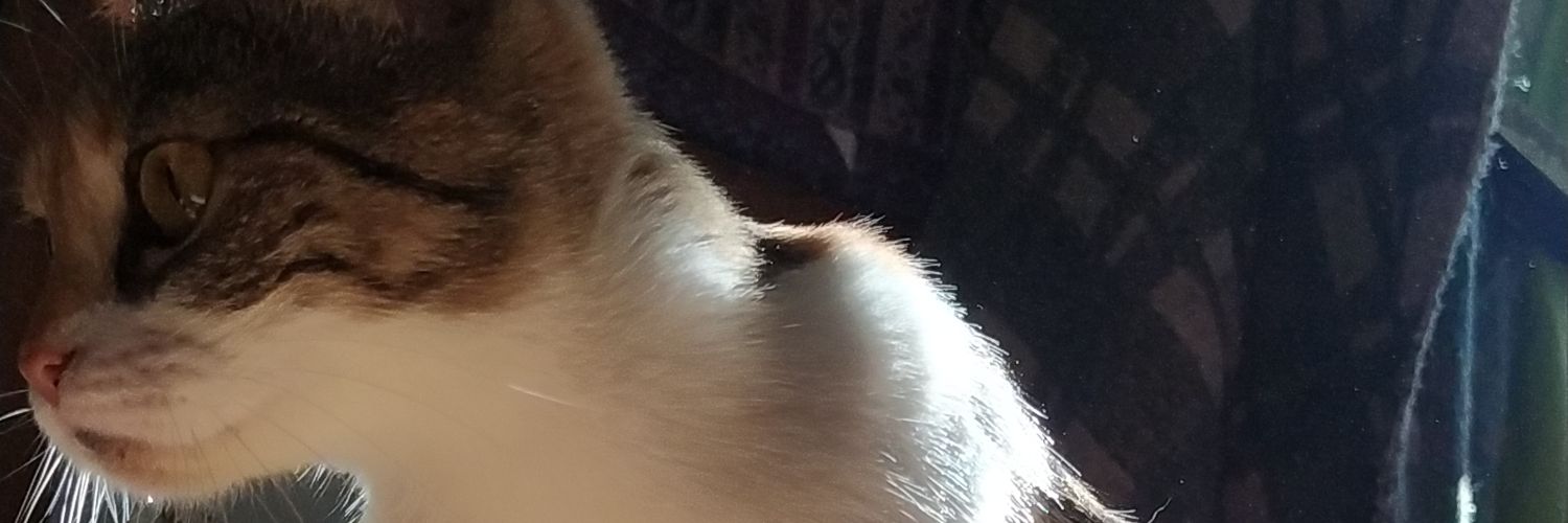Celi_Folch's profile banner image