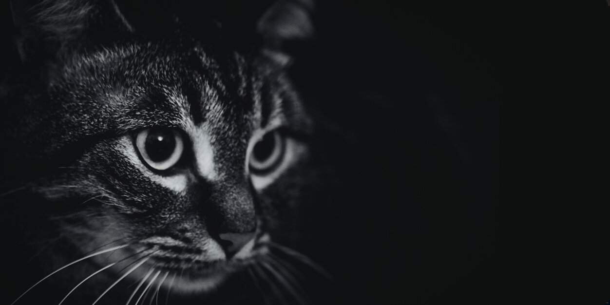 AniPeques's profile banner image
