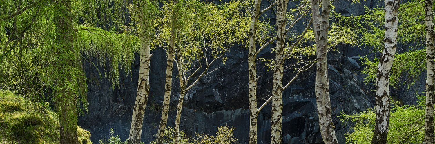 Mary🎐 🌬🕊 banner