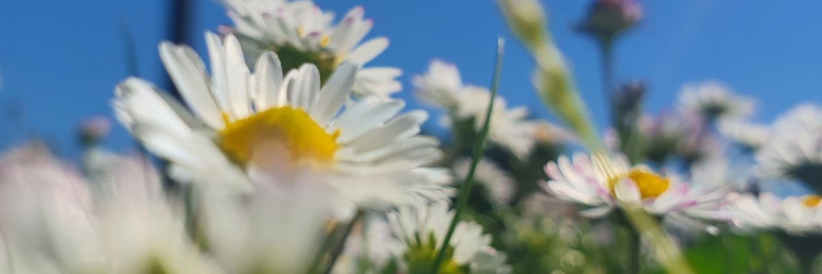 pioupiouCPIP's profile banner image