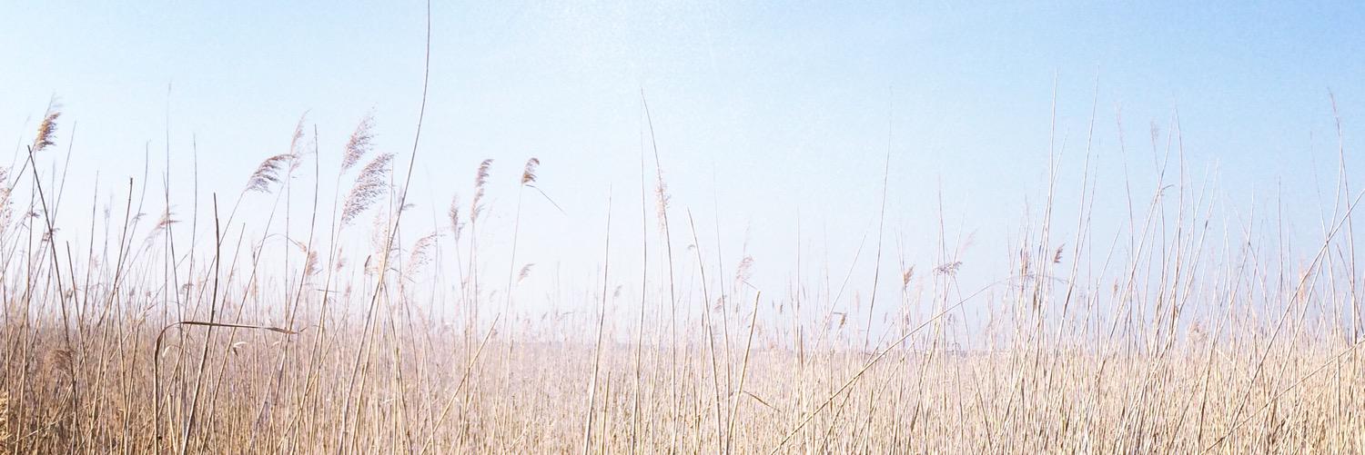 NeusiedlerSea's profile banner image