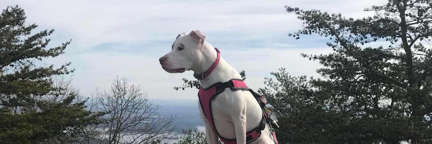 angiecalvert44's profile banner image