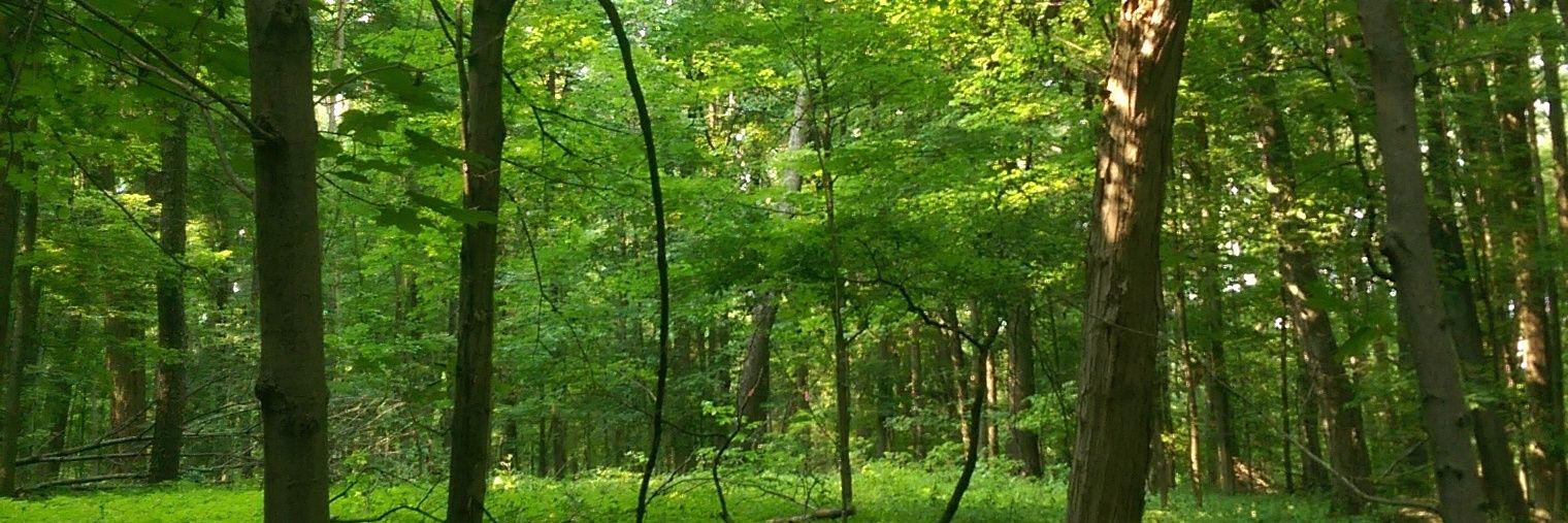 g_brawr's profile banner image