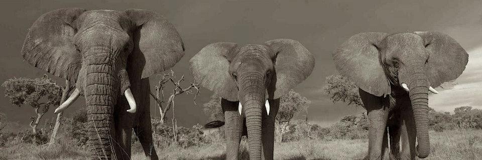 SayNO2Ivory's profile banner image