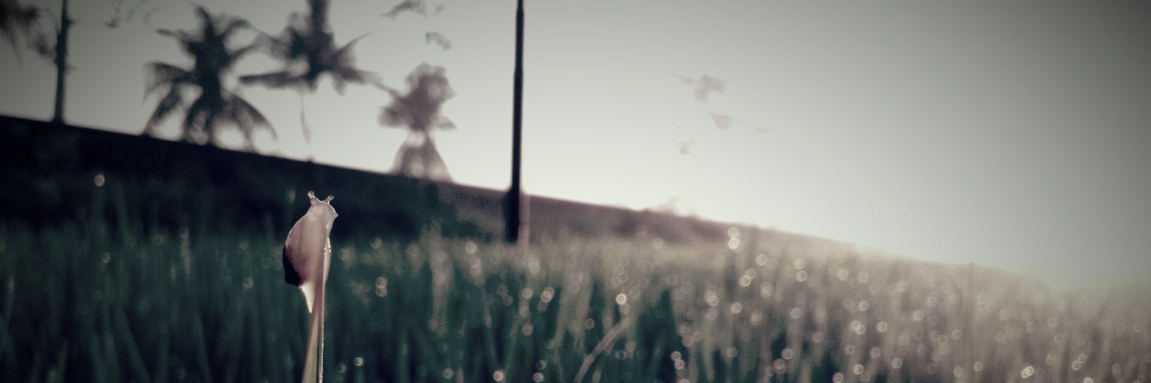 Nur_Cholis26's profile banner image