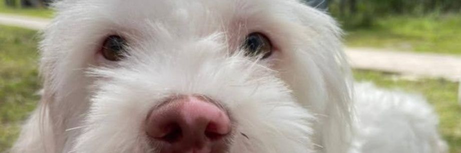 sofialbertop's profile banner image