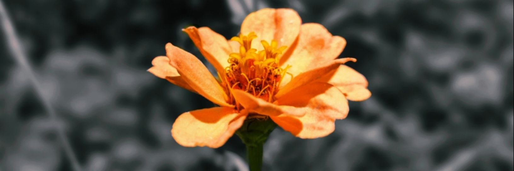 Mo_Alariqi's profile banner image