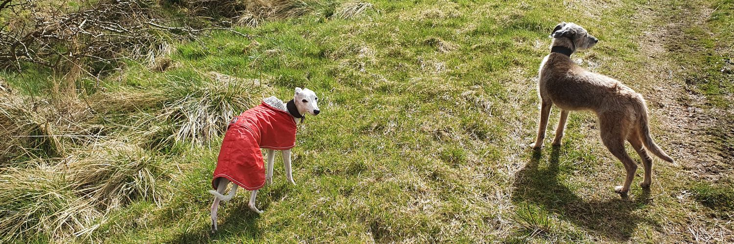 shirley campbell banner