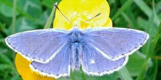 WM_Butterflies's profile banner image