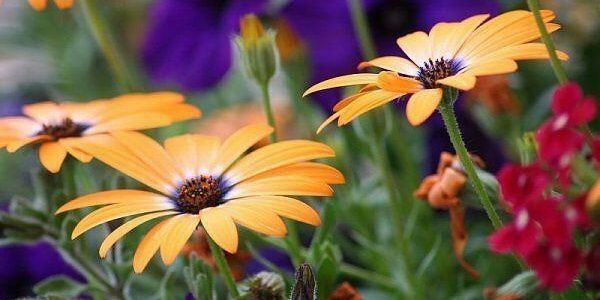 abohaitham222's profile banner image