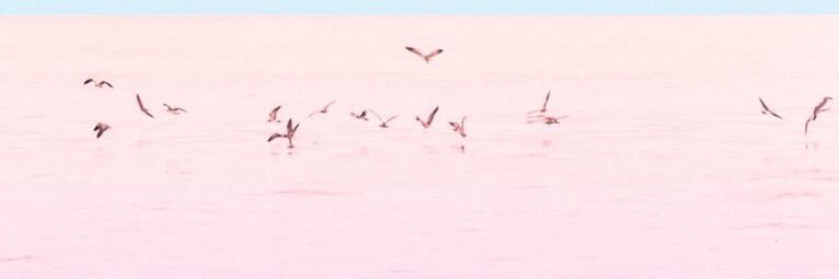 foxice91's profile banner image