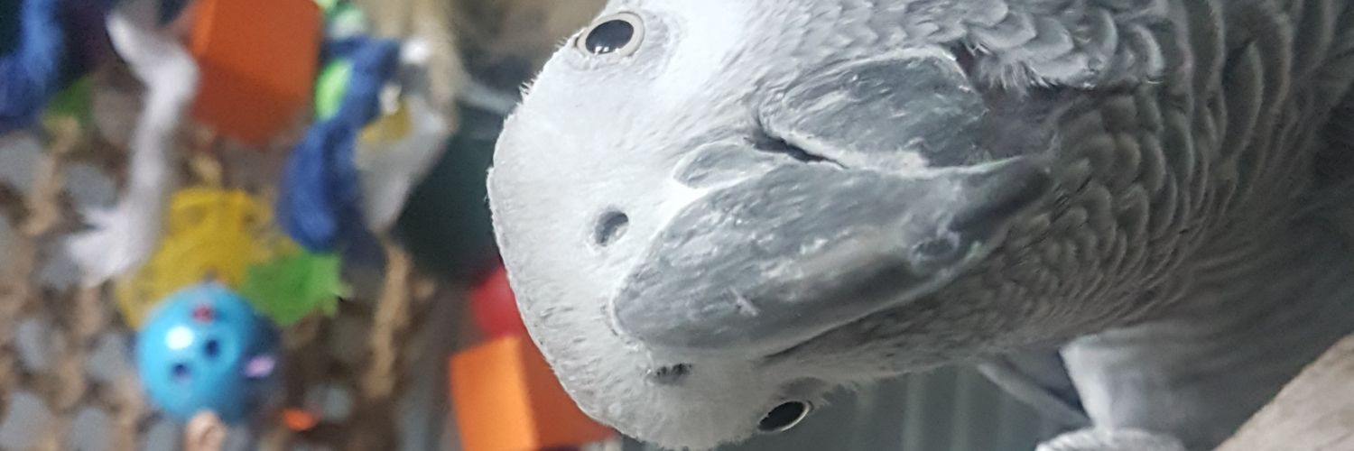 moreaugilles4's profile banner image