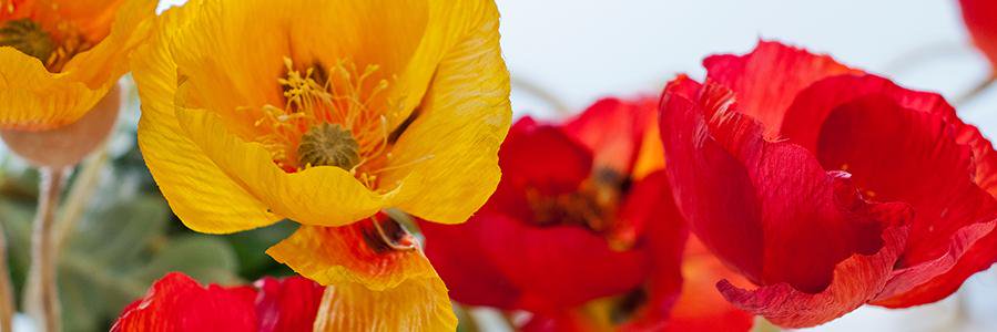 SOLPesula's profile banner image