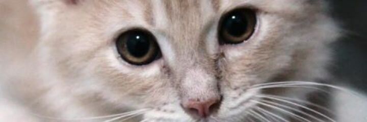 dhenpuut's profile banner image