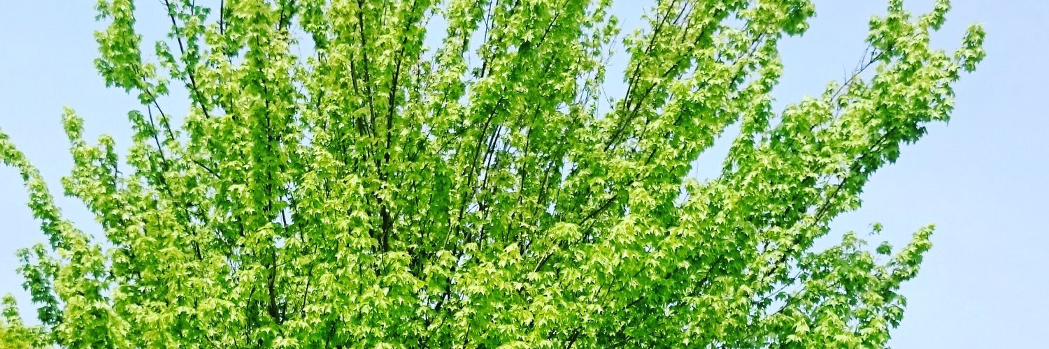 akikd51's profile banner image